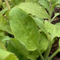 Pulmonaria rubra 'Redstart'